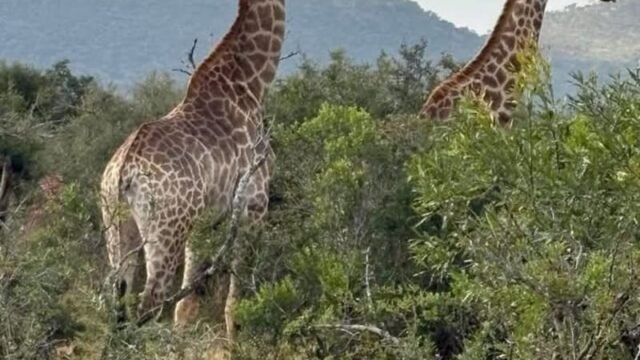 Amakhosi Safari Lodge luxury safari wedding venue in KwaZulu-Natal