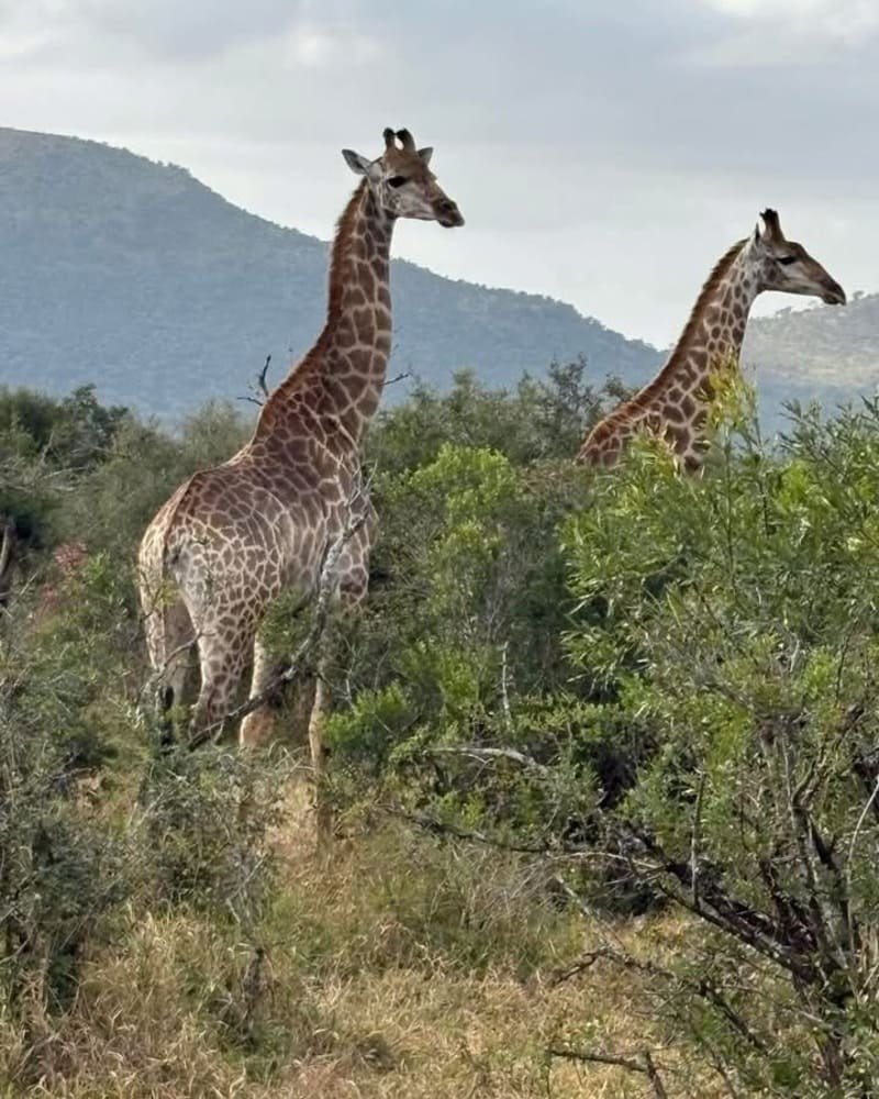 Amakhosi Safari Lodge luxury safari wedding venue in KwaZulu-Natal