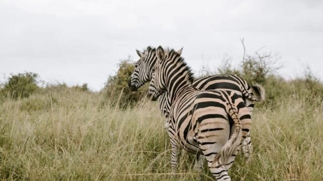 Phinda Private Game Reserve luxury safari wedding venue