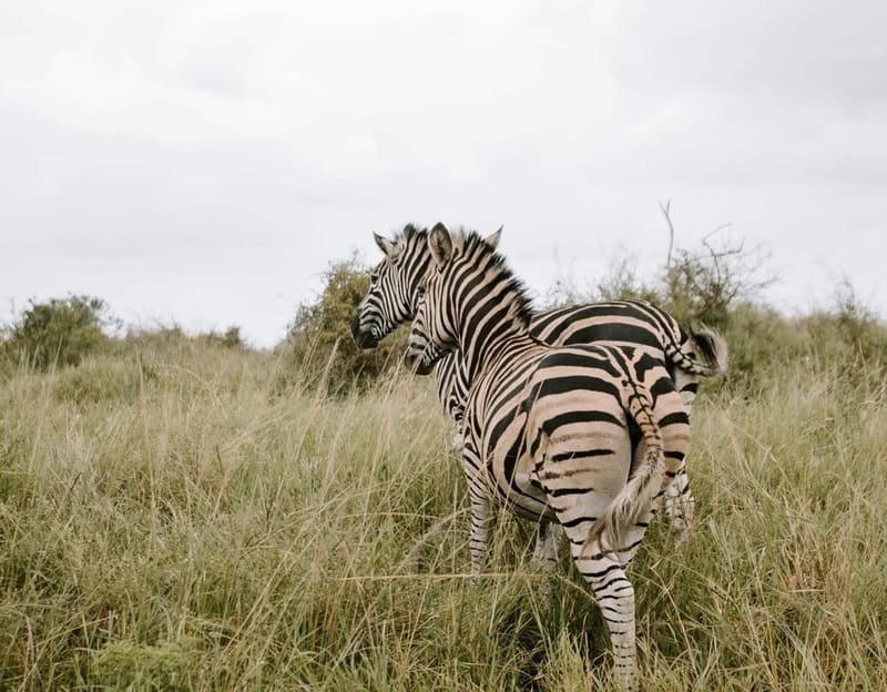 Phinda Private Game Reserve luxury safari wedding venue