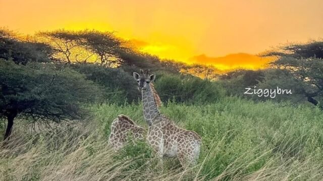 Zululand Tree Lodge wedding and safari venue in KwaZulu-Natal