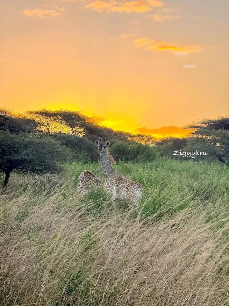 Zululand Tree Lodge wedding and safari venue in KwaZulu-Natal